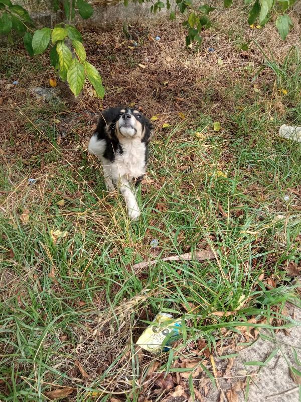 🐾💛“Pepsi, cucciolo dal cuore grande in cerca di una vita vera"💕🧑🏻‍🧑🏻‍🧒🏻 Foto 2